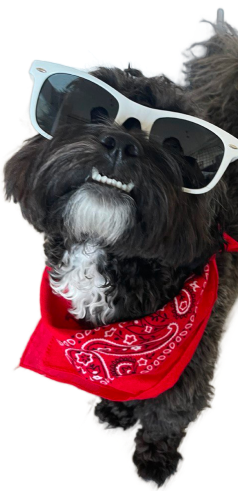 MicrosoftTeams-image-22-1photoAid-removed-background-1(1)